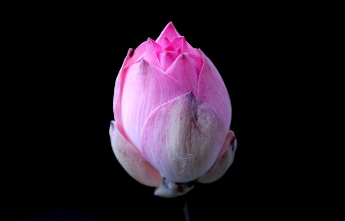 La Mindfulnes-Based Cognitive Therapy (MBCT, Segal, Williams, Teasdale., 2002) è stata ideata per aiutare le persone affette da depressione, in particolare dando attenzione alla prevenzione delle ricadute (Segal et al., 2002). Attraverso la mindfulness è possibile portare la propria consapevolezza su eventi negativi che la vita ha riservato, senza cercare di allontanare da sé le emozioni spiacevoli conseguenti e ricorrere alle consuete modalità di fuga. Imparando ad accorgersi di queste emozioni, è possibile osservare come possano arrivare e allo stesso modo andare via. Inoltre, il contatto con il momento presente evita di cadere nel pensare in modo ripetitivo alle conseguenze di un proprio problema o disagio (ruminazione). 